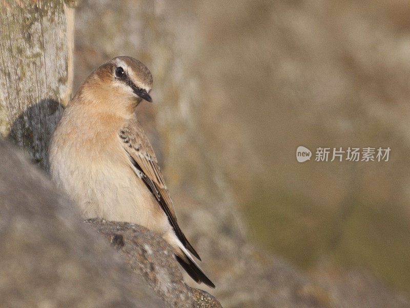 Northern Wheatear, Oenanthe_oenanthe, juvenile